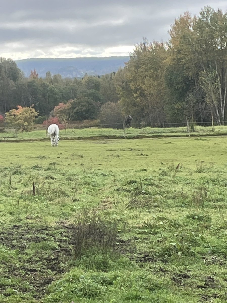 Moose and the horsefriend Lissy👌