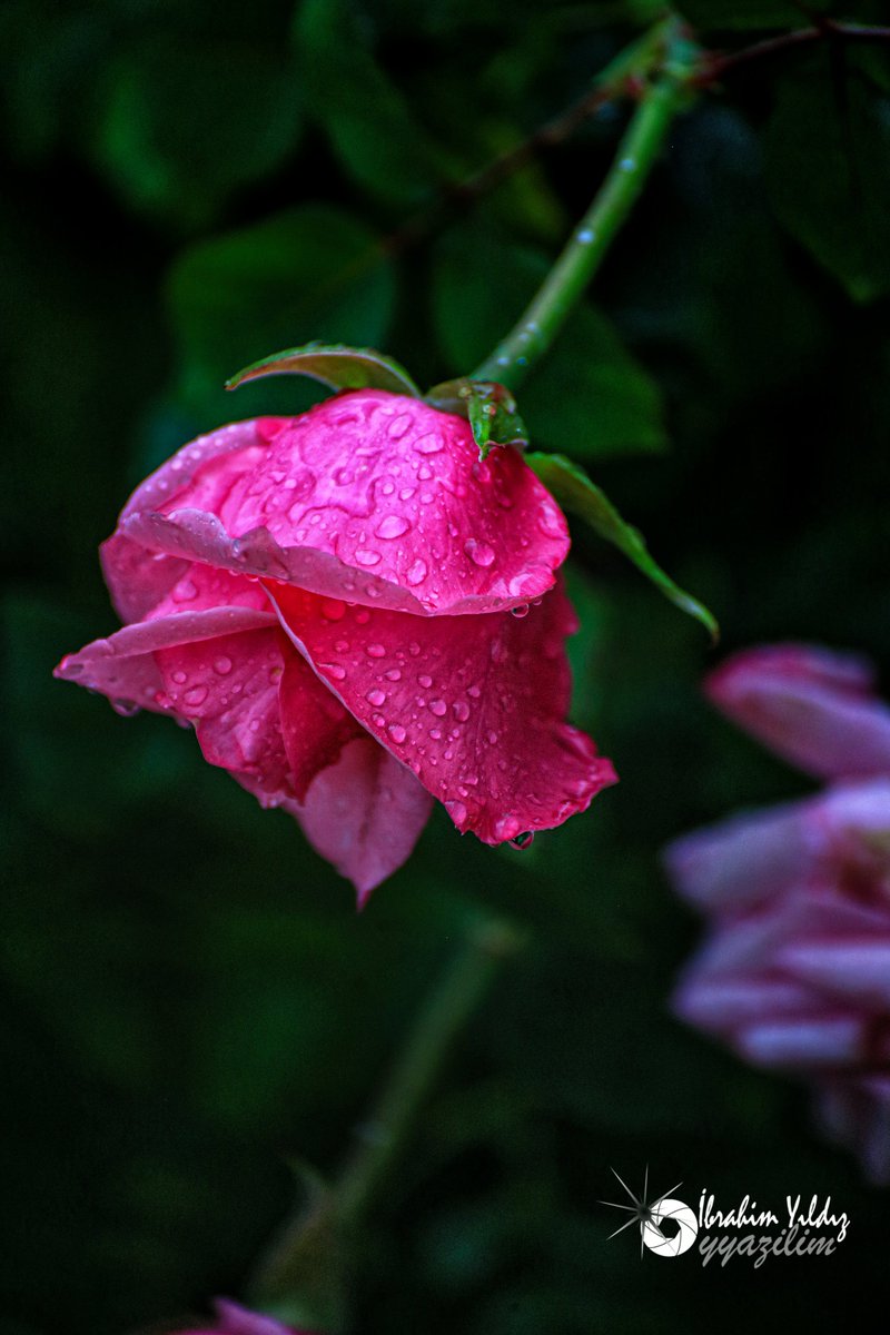 ibrahim Yıldız (@yyazilim) on Twitter photo 