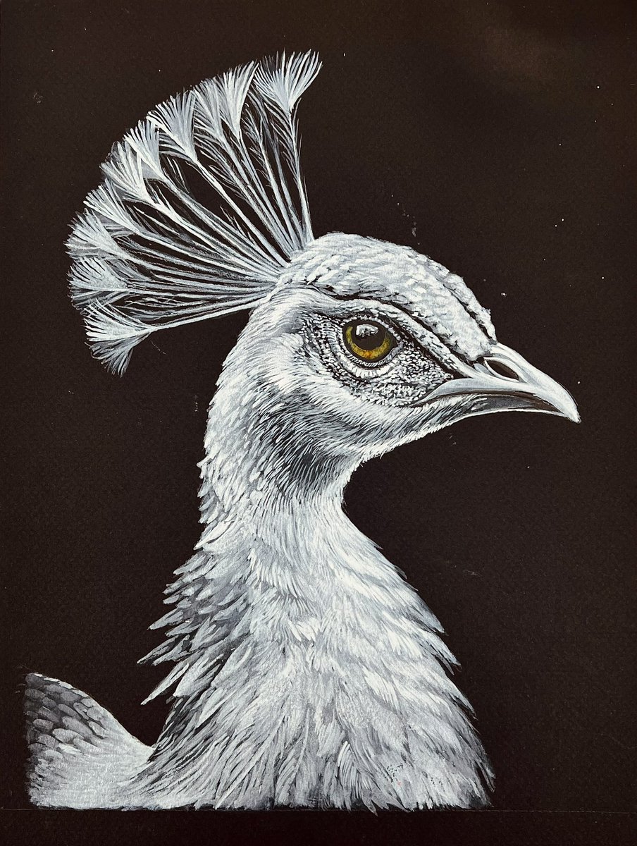 Tekening gemaakt. Deze is voor de liefhebber. Het is een witte pauw.

‘Geen albino’ 
32 x 24 cm
Inkt op papier.

Retweet is lief.