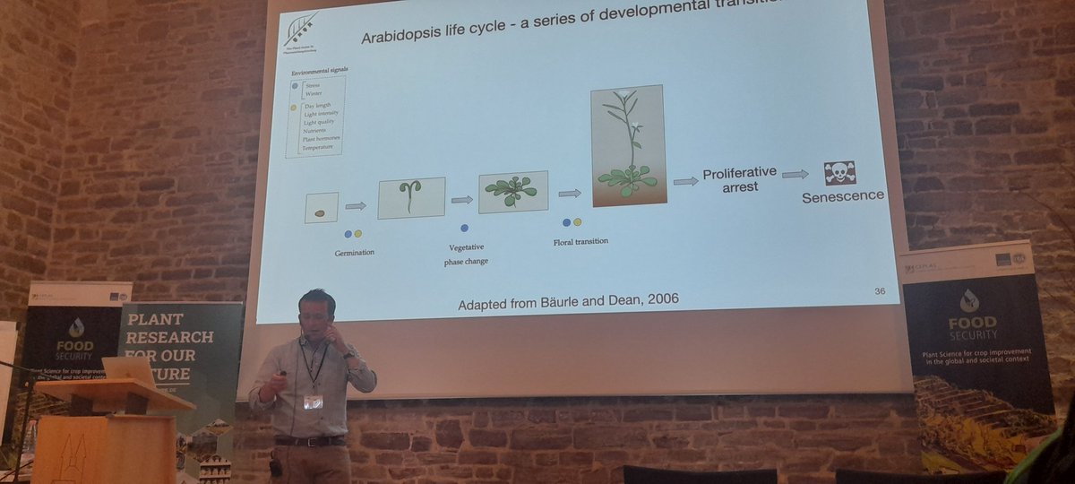 jaberhassna's tweet photo. Good morning from day five 🌞🔬
• Pau Formosa-Jordan: Using computational morphodynamics to understand plant development 🌱💻
• Amanda Souza Camara: Exploring structural diversity in barley 🌾🧬
#CEPLAS #IPK
#FoodSecurity #ceplas_ipk_summerschool, #TRANSPLANTBIO🎉 https://t.co/F9RgiX9bRV