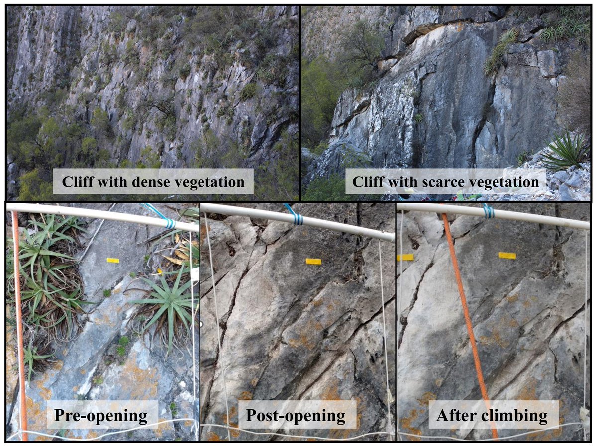A new study reveals that developing new climbing routes is the biggest threat to cliff plants, cutting species richness by nearly 40% 🧗‍♀️

As a result, this study proposes a conservation protocol that regulates climbing and preserve pristine cliffs ⛰️

🔗 doi.org/10.1111/1365-2…