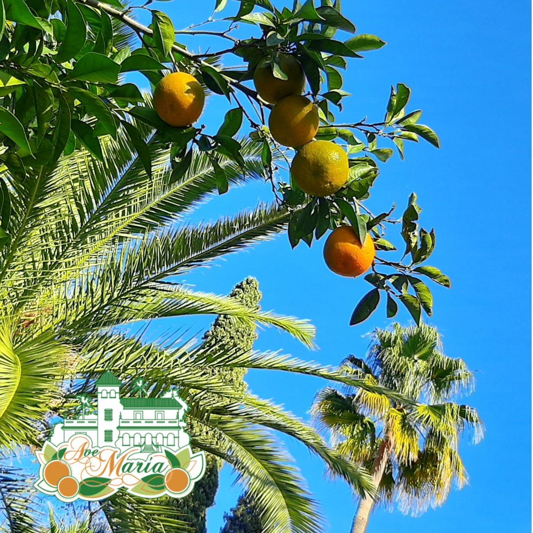 Our first plantation dates back to 1867! In those years of the 19th century itbegan the massive export of bitter oranges, the so-called “Sevilles”, to the UK; our British friends love marmalade, 🍊!

Tell us: is bitter orange one of your favourite flavours of marmalade?