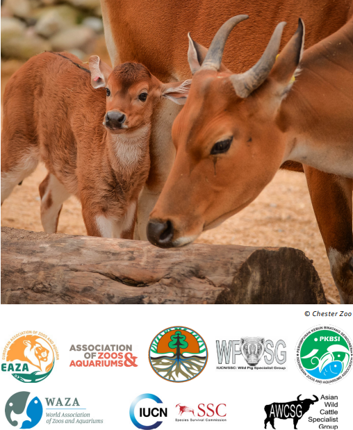 The new issue of the Action Indonesia Newsletter is out now!

Read all about the latest updates from the collaboration to conserve #anoa #banteng #babirusa and #Sumatrantiger! 

Find it here:  asianwildcattle.org/uploads/1/2/1/…