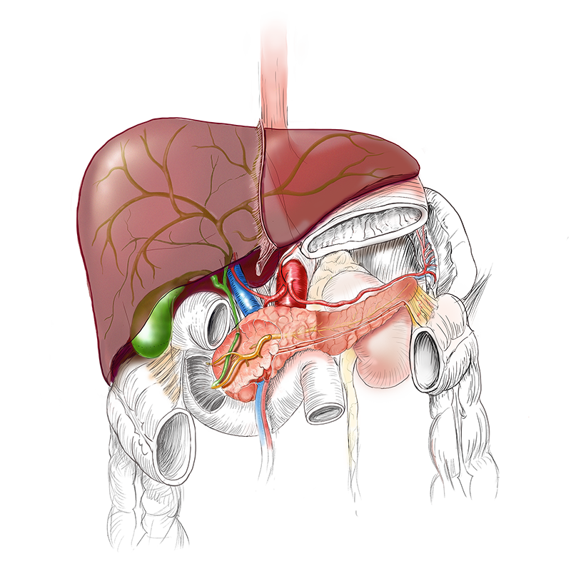 🆕 Monthly focus on #HPB #surgery
🔗 9 videos: bit.ly/3zBBBLW
These videos highlight cutting-edge techniques and approaches for managing complex #hepatobiliary and #pancreatic conditions. Many thanks to all contributors!
#websurg #ircad #minimallyinvasivesurgery
