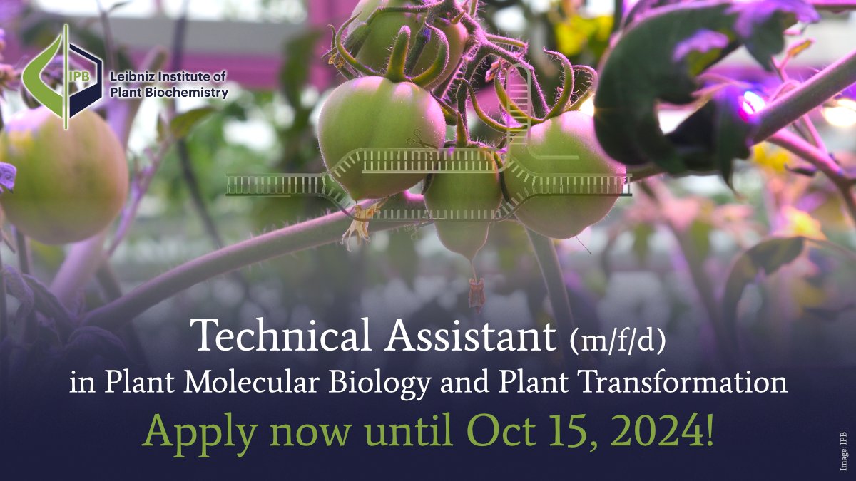 📣#JobOpening: We are looking for a Technical Assistant (m/f/d)! 

Find the full job ad and all information here: ipb-halle.de/en/career/job-…
 
Apply now until Oct 15, 2024!

#Career #Jobs #BTA #CTA #Laborant #CRISPR