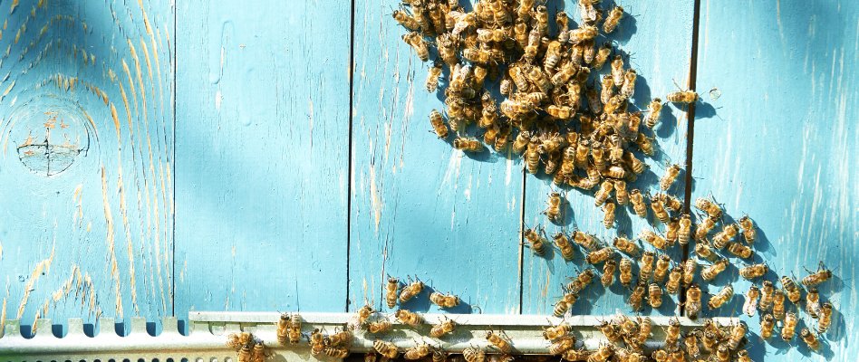 1ToitPourLesAbeilles tweet media