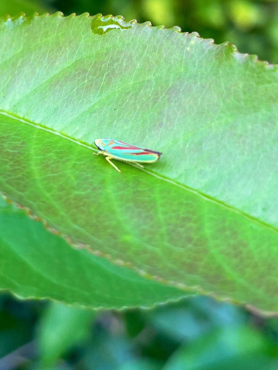 Kavita Houthoff Khemlani tweet media