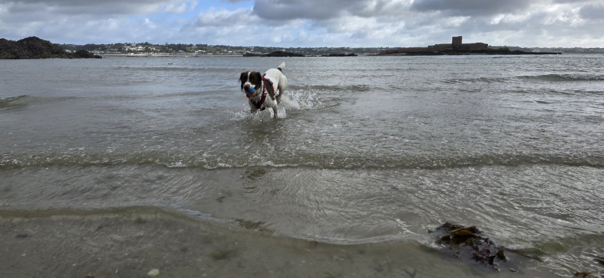 redteamJSY's tweet image. Normal service has resumed! 
#springerspaniel #spanner #JerseyCI