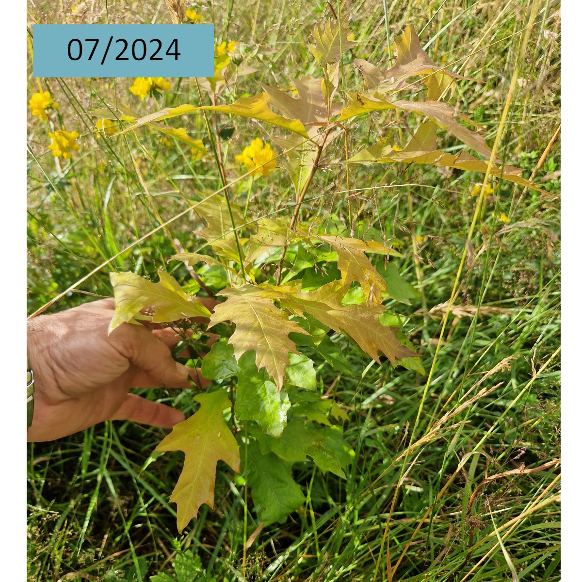 En 01/2022, plus de 2300 arbres🌱ont été plantés à Vieilles Maisons sur Joudry (45) avec le soutien de Duramen. Des essences feuillues diversifiées ont été plantées pour boiser une terre agricole abandonnée, en bordure de forêt domaniale.
👉Découvrez la plantation en images 🌳