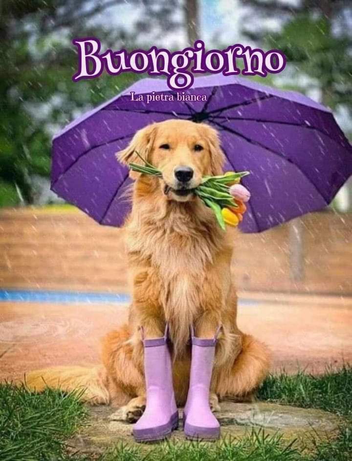 minovr69's tweet photo. #BuongiornoATutti e buon giovedì. #26settembre #cielogrigio 🍀☁️💚 https://t.co/tvYCDuUoWY