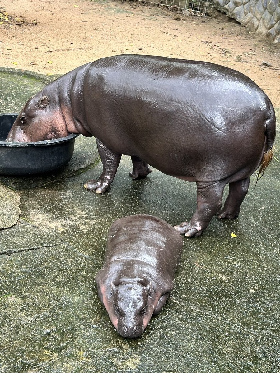 SuDeng (@SUDENG_HIPPO) / Posts / X