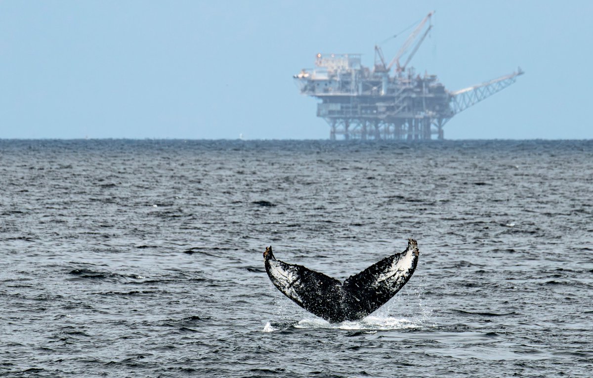 Oceana UK tweet media