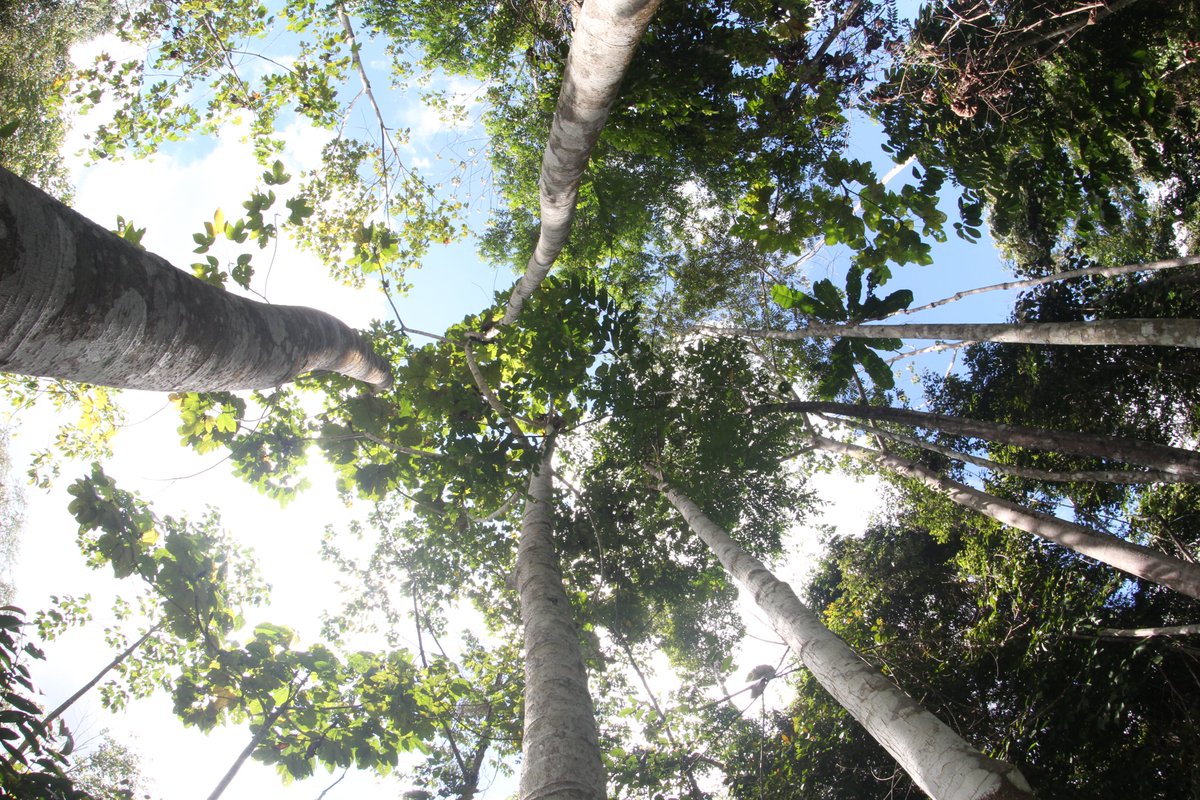 Sam Robinson (@samjbrobinson) on Twitter photo Our new paper in <a href="/FrontMicrobiol/">Frontiers - Microbiology</a> showing impacts of human-made canopy gaps on soil microbial communities and carbon and nutrient cycling in selectively logged rainforest in Borneo 👇
doi.org/10.3389/fmicb.…
Many thanks to all co-authors! <a href="/NickOstle1/">Nick Ostle</a> <a href="/plant_soil/">Plant-Soil Interactions Lab</a> <a href="/SAFE_Project/">SAFE Project</a> Our new paper in <a href="/FrontMicrobiol/">Frontiers - Microbiology</a> showing impacts of human-made canopy gaps on soil microbial communities and carbon and nutrient cycling in selectively logged rainforest in Borneo 👇
doi.org/10.3389/fmicb.…
Many thanks to all co-authors! <a href="/NickOstle1/">Nick Ostle</a> <a href="/plant_soil/">Plant-Soil Interactions Lab</a> <a href="/SAFE_Project/">SAFE Project</a>