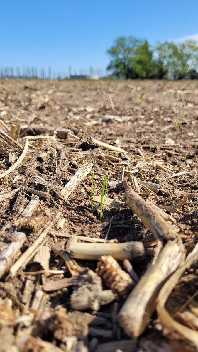 damicojp33's tweet photo. Va queriendo!
Labranza cero, siembra directa de Cebolla. No apto para cardíacos. #INTAAscasubi.
@intaargentina #Notill #Onion #LabranzaCero #Vegetables.
#Cebolla #Horticultura https://t.co/dMLBKzZtJs