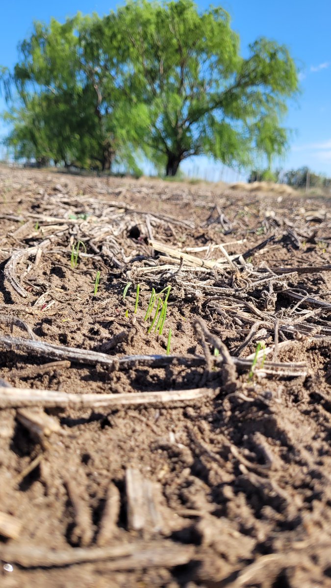 damicojp33's tweet photo. Va queriendo!
Labranza cero, siembra directa de Cebolla. No apto para cardíacos. #INTAAscasubi.
@intaargentina #Notill #Onion #LabranzaCero #Vegetables.
#Cebolla #Horticultura https://t.co/dMLBKzZtJs