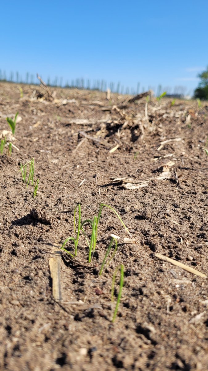 damicojp33's tweet photo. Va queriendo!
Labranza cero, siembra directa de Cebolla. No apto para cardíacos. #INTAAscasubi.
@intaargentina #Notill #Onion #LabranzaCero #Vegetables.
#Cebolla #Horticultura https://t.co/dMLBKzZtJs