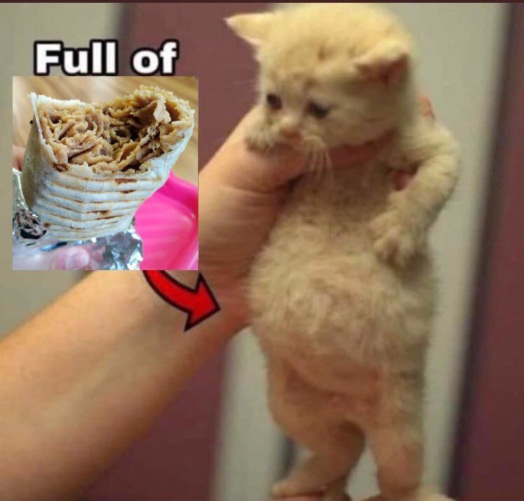 chincheto pirata somali (@wikipistacho) on Twitter photo 