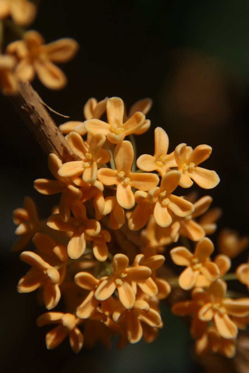 gontanokoneroku's tweet photo. Fragrant olive 😌
#OsmanthusFragrans #FragrantOlive #TeaOlive https://t.co/1t5DwdrW9m