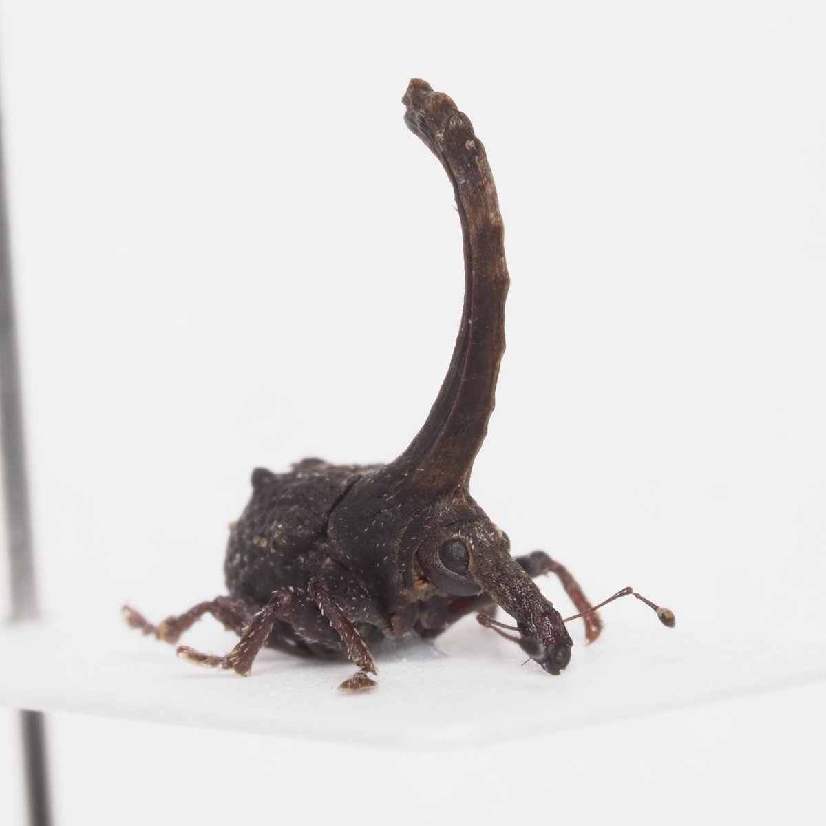 warabimochi_ic's tweet photo. Cerocranus extremus Kuschel, 2008 https://t.co/abaJLvWRI4