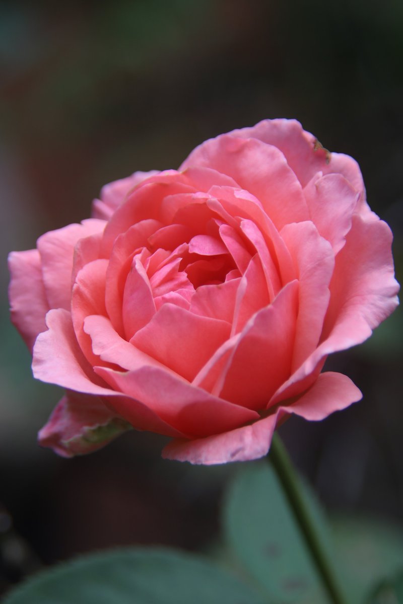 Rose 😊

#Photography #Flowers #Rose