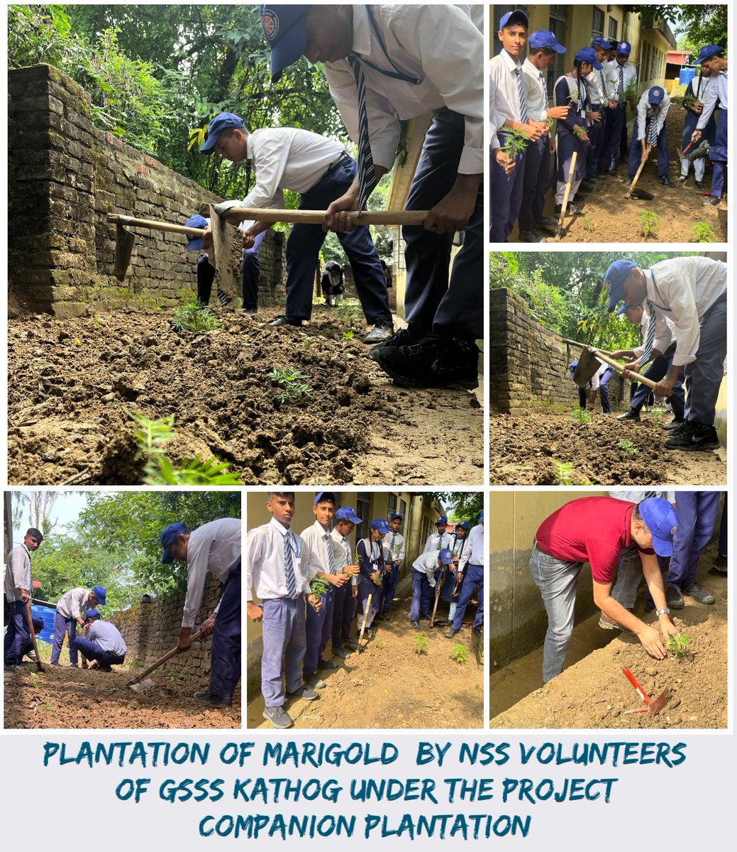 NSS UNIT GSSS KATHOG (@nssgssskathog) on Twitter photo Plantation of Marigold is done in the fencing area of Garden by NSS volunteers of GSSS KATHOG so as to infuse the idea and project #companionplanting.
<a href="/_NSSIndia/">NSS India</a>
<a href="/NssChandigarh/">@NSS Chandigarh</a>
<a href="/rajnish111239/">RAJNISH KUMAR</a>
<a href="/NSSRDChandigarh/">NSS RD Chandigarh</a> Plantation of Marigold is done in the fencing area of Garden by NSS volunteers of GSSS KATHOG so as to infuse the idea and project #companionplanting.
<a href="/_NSSIndia/">NSS India</a>
<a href="/NssChandigarh/">@NSS Chandigarh</a>
<a href="/rajnish111239/">RAJNISH KUMAR</a>
<a href="/NSSRDChandigarh/">NSS RD Chandigarh</a>