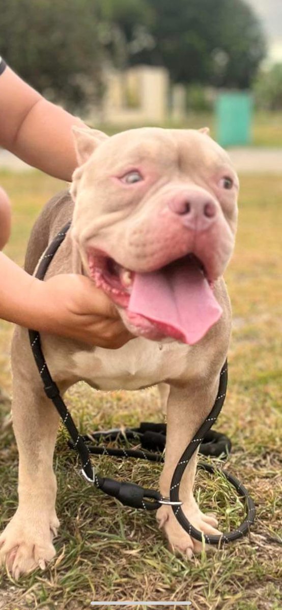 neilion's tweet photo. Bye bye Oliver 😭😢
#runfree my big baby boy 😘😘😘
#bully https://t.co/oB6SmBIa8c
