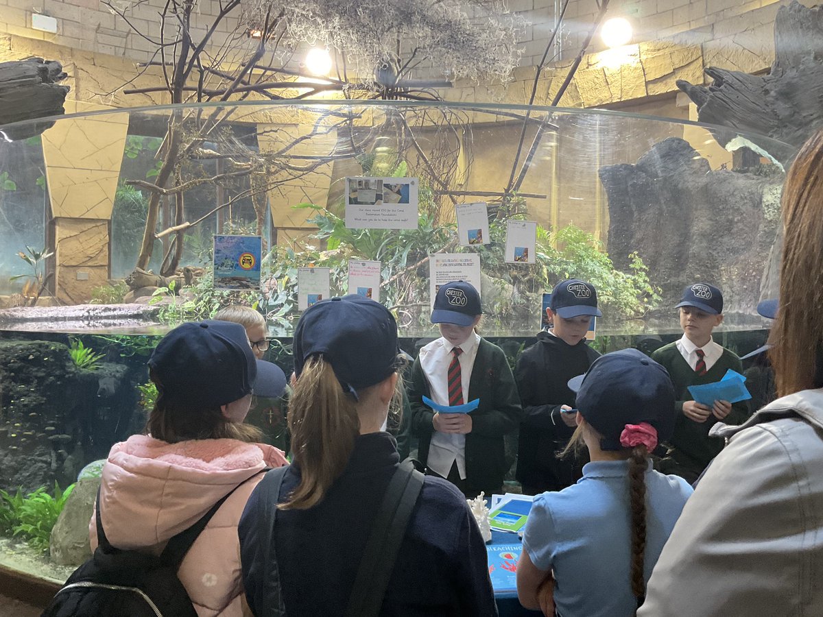 stalbans_wirral's tweet photo. Well done to a group of our Year 6 pupils who took part in the Chester Zoo takeover yesterday 🪸

Our pupils spoke to members of the public about what is happening to our coral reefs and how we can protect them - they were a credit to our school 🌟 

@LearnatCZ @HFCMAT https://t.co/cMXGpqRTYd