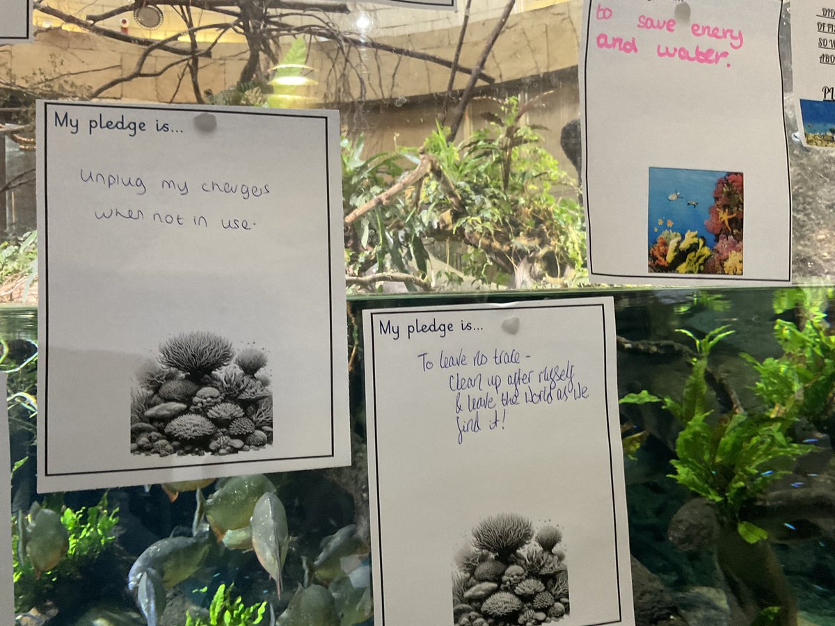 Well done to a group of our Year 6 pupils who took part in the Chester Zoo takeover yesterday 🪸

Our pupils spoke to members of the public about what is happening to our coral reefs and how we can protect them - they were a credit to our school 🌟 

<a href="/LearnatCZ/">Chester Zoo Learning</a> <a href="/HFCMAT/">Holy Family Catholic Multi Academy Trust</a>