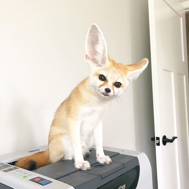 Fennec Every Hour! tweet media