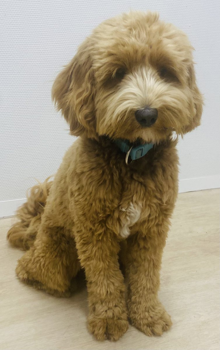 Onze schoolhond is alweer 1 jaar. 
Hij luistert meestal en geniet van alle aandacht van de kinderen. #Pika