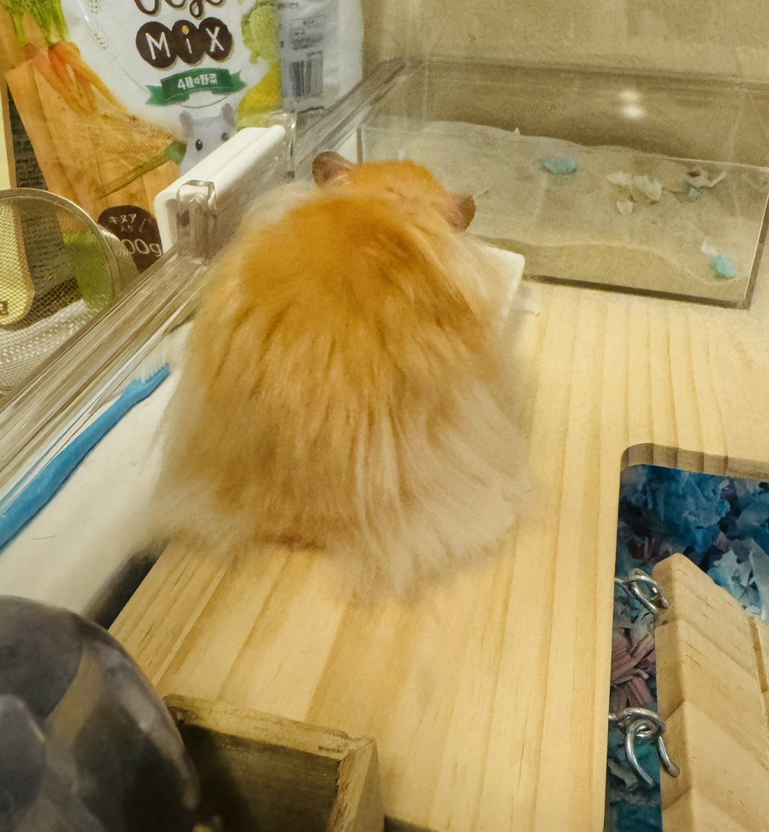 X91042676's tweet photo. おじさんみたいな後ろ姿だけどかわいい🐹 https://t.co/ZmDQdJiJWB