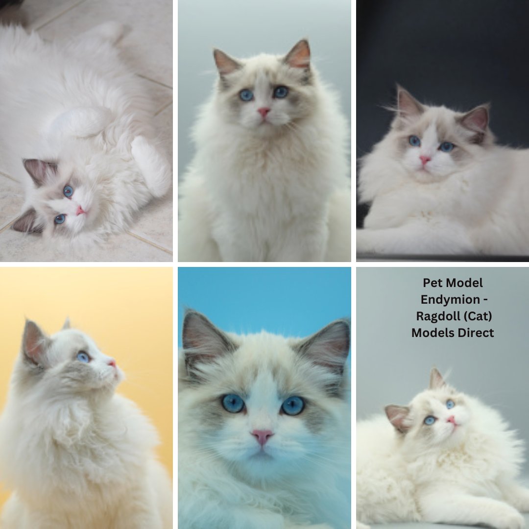 models_direct's tweet image. Pet Model Endymion - Ragdoll 
#petmodel #modelsdirect #modelling #images #portfolio #images #photos #cats #ragdaollcat