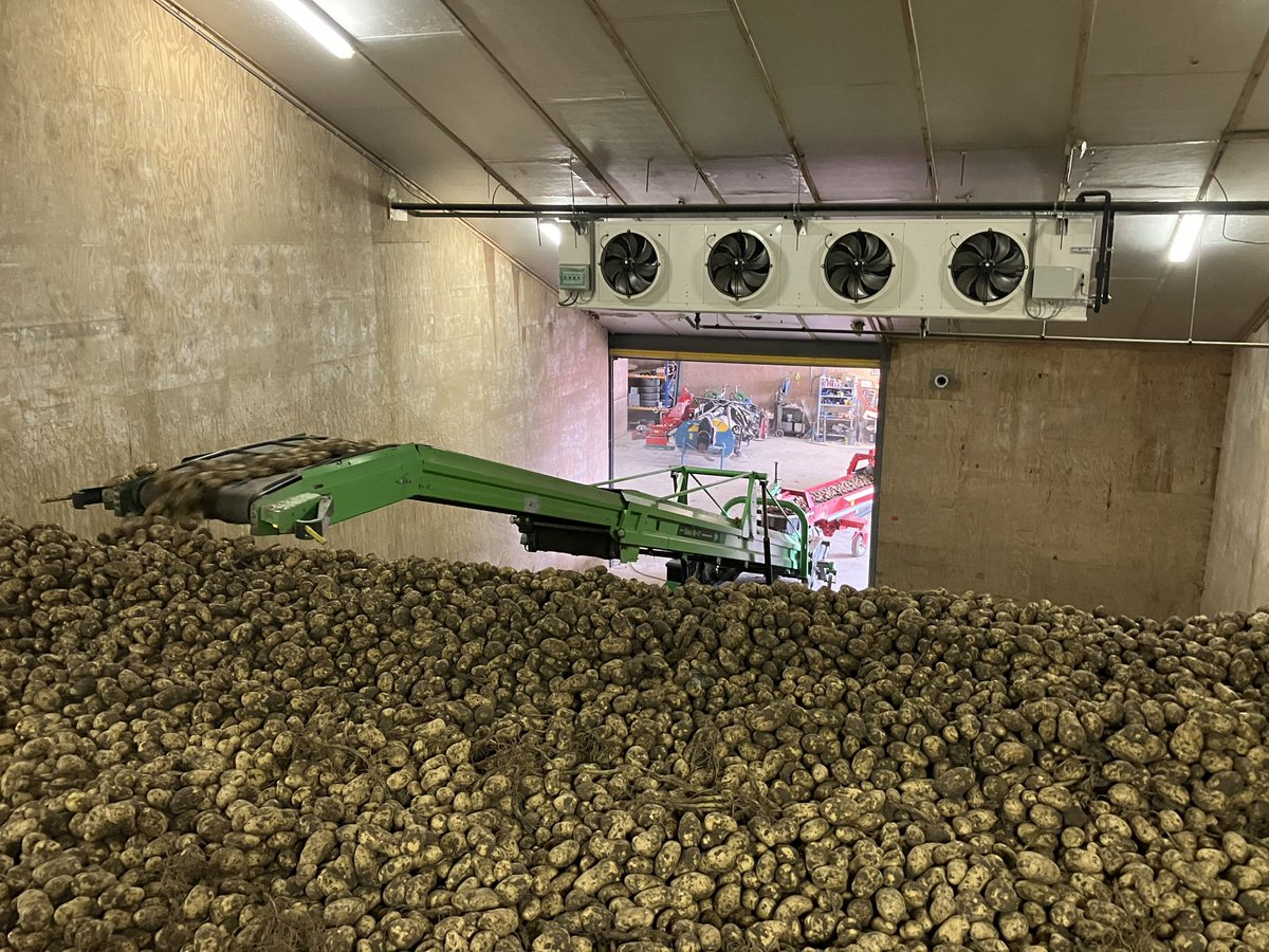 De aardappeloogst verloopt voorspoedig. En aan de vorm van de aardappel te zien, vindt die het ook best. 🤪 #akker #KMWP #oogst24 #aardappelen #earrepols