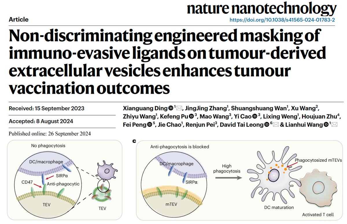 David_Leong_Lab's tweet photo. An honor to have this joint work with Xianguang Ding on smart masking anti-phagocytosis signals found on tumor EVs. https://t.co/tPHbv8xlvF https://t.co/wnlen6On47
