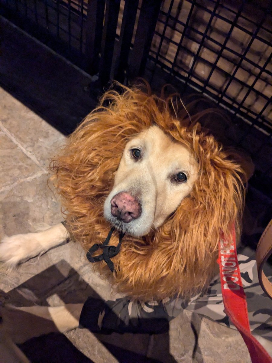 5urvivatrix's tweet image. Bring on @GrrCON #hackerdog #hackerfam #infosec