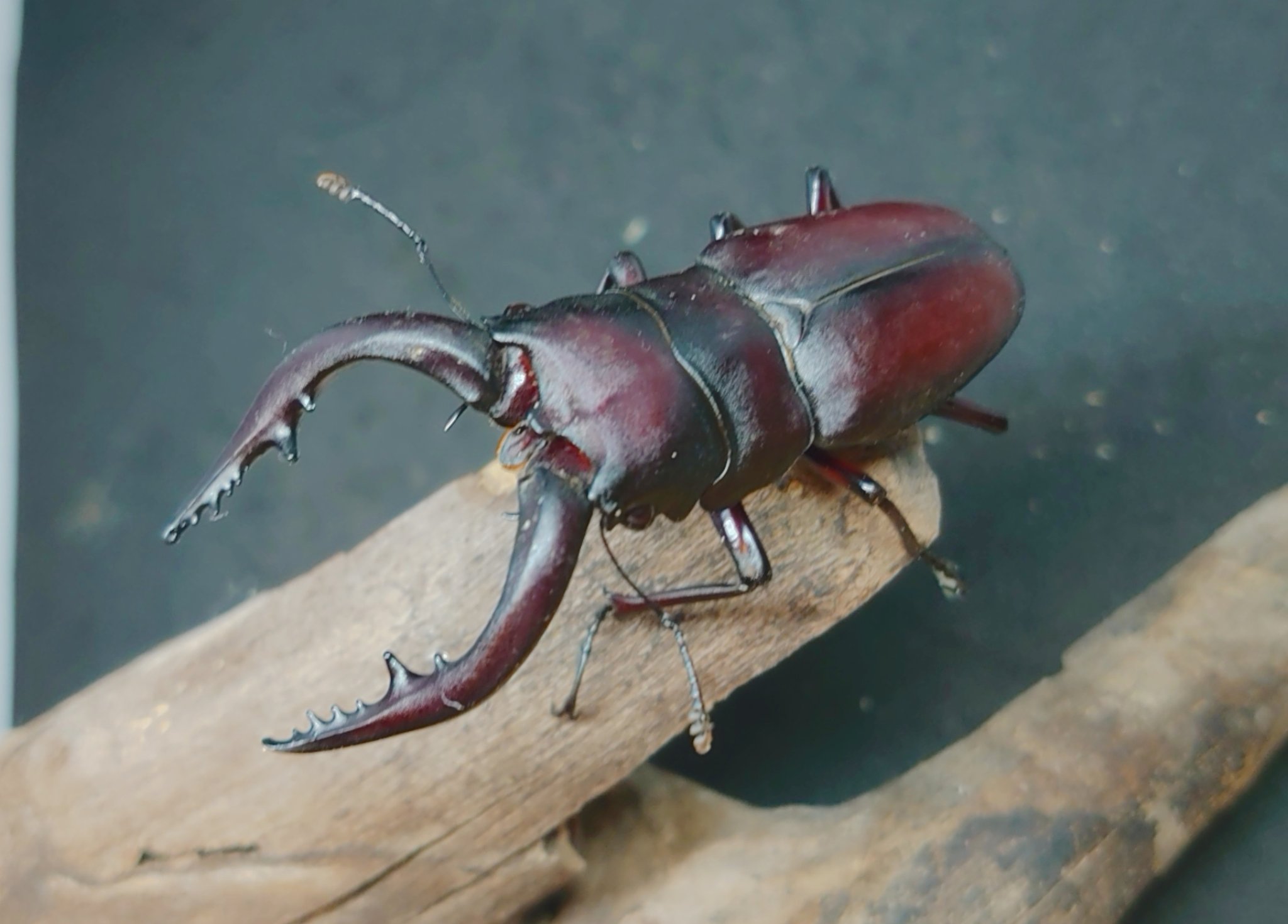 激レア　青いクリスマスビートル　昆虫標本　虫 オーストラリアで出逢ったクリスマスビートルの一種