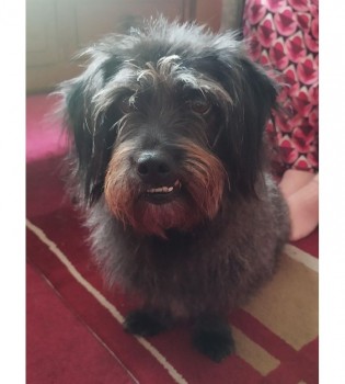 #URGENT SIGHTINGS NEEDED !!!!!

#PERSHORE #WR10

HAVE YOU SEEN #MISSING BLACK DACHSHUND X GRACIE?

Gracie is scared so please DO NOT APPROACH, CALL or try to GRAB her, she WILL RUN. If seen, please call/contact ASAP

Keep a look out for this dearly loved girl🙏🙏 <a href="/michael51024571/">michael</a>