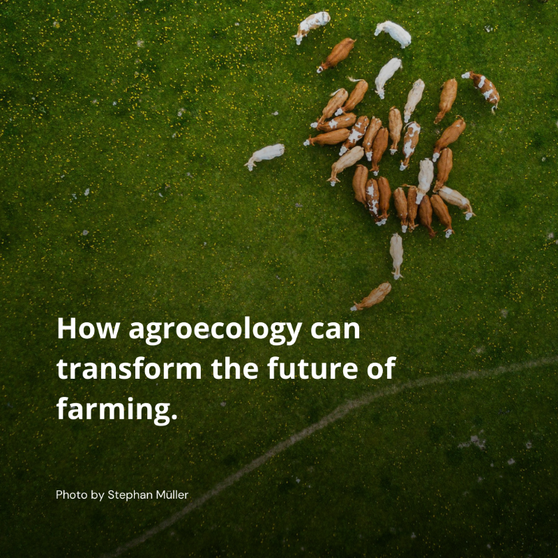 fwn_science's tweet photo. 🚨NEW analysis finds strong scientific support of the benefits of #agroecology, a nature-friendly farming approach that can provide food security, protect the planet and support farmer’s livelihoods. 

Learn more here: https://t.co/evHFPff33p

#COP16 #CBDCOP