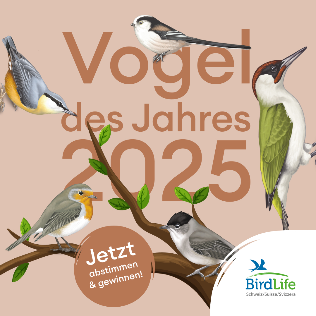 🐦 Wer wird der Schweizer Vogel des Jahres 2025? 🐦

Die Spatzen pfeifen es von den Dächern! Vom 1.-31. Oktober 2024 könnt ihr über den Vogel des Jahres 2025 abstimmen. Alles über unsere 5 gefiederten Nominierten: vogeldesjahres.ch

Bitte teile diesen Post!