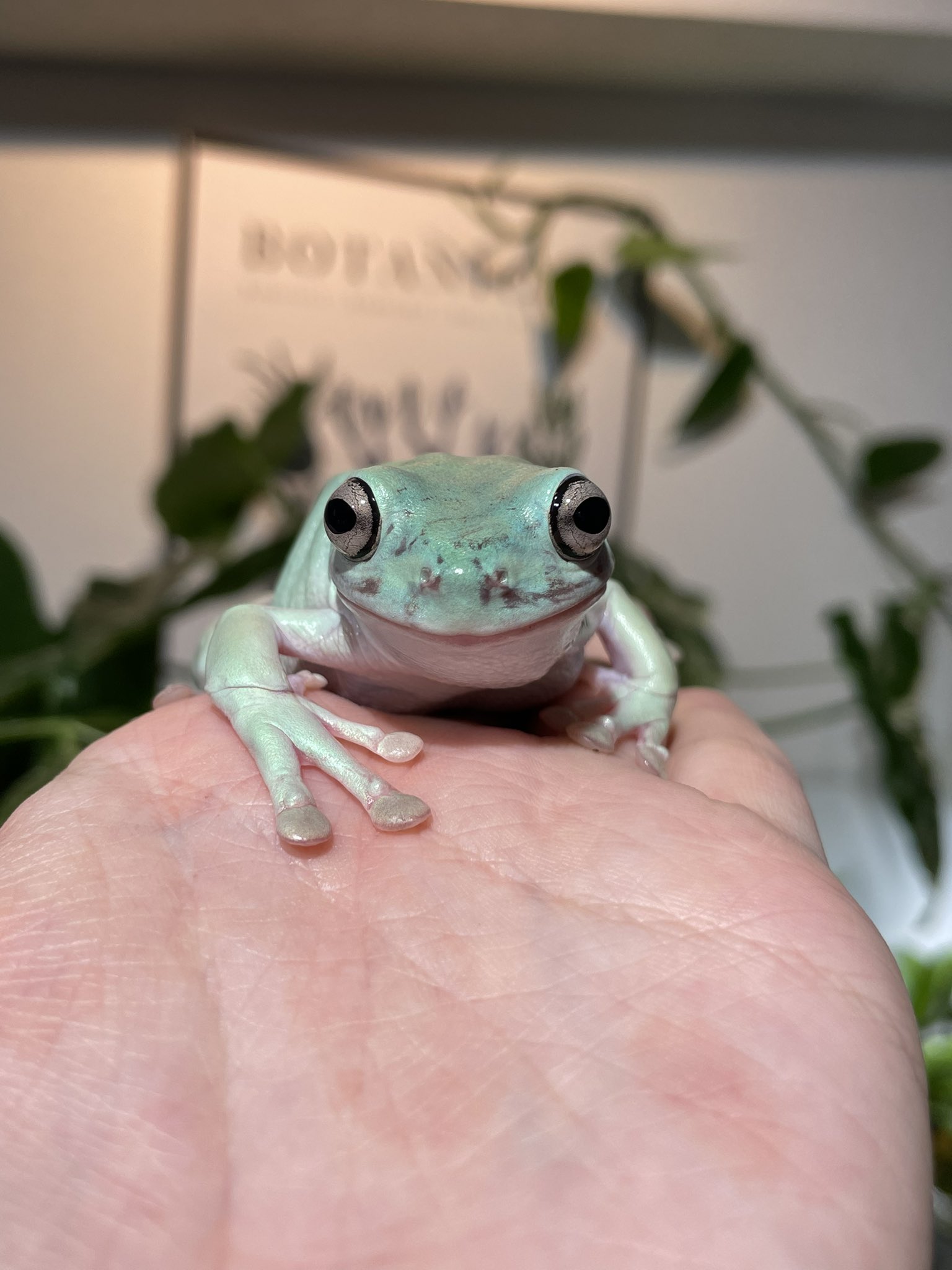 世界カエル指食われ協会 むしさんグッズ パーカー2着まとめ売り 要状態確認 2021上半期】指食われ集☝️🐸 - YouTube