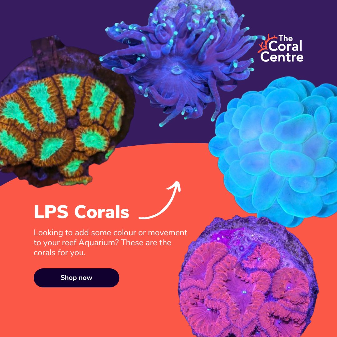 LPS corals are known for their large, fleshy polyps and eye-catching hues, making them a favourite amongst reef enthusiasts.

🛒 Explore our LPS coral collection today: heyor.ca/aDsDRe