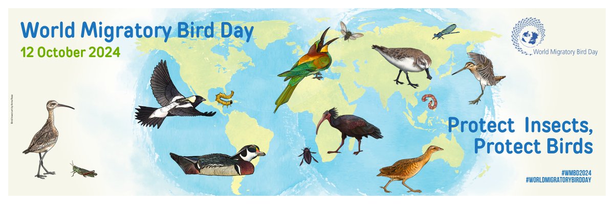 guardiacivil's tweet photo. Este año, el #DíaMundialDeLasAvesMigratorias resalta la importancia de proteger a los insectos. Son una fuente esencial de energía para que lleven a cabo sus largos viajes.

Ayúdanos a proteger a las aves migratorias.

#SEPRONA ☎️062 

https://t.co/MWErypnvaz https://t.co/Mx0mYaZiow