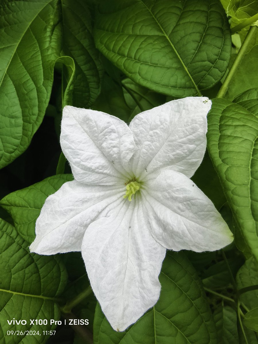 SaraswatiRay2's tweet photo. Name the flower please https://t.co/AxXqOt4Du7