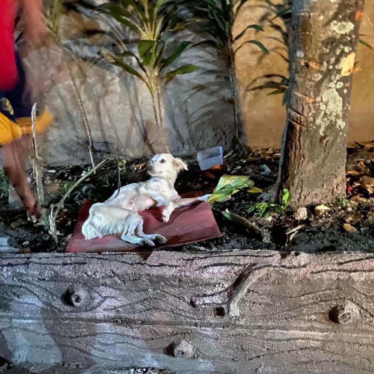MyDogLibre's tweet photo. This was Tali when we found her. 💔She was left on the side of the street, paralyzed, incredibly skinny, and dehydrated. It was heartbreaking, but we knew she was a fighter. Thanks to quick rescue and care, she pulled through.
#TechForGood #Blockchain #DogLibre #Dog #memes https://t.co/e35PyfqZwj