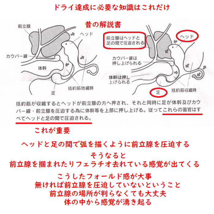 prostate727's tweet photo. PC筋の動かし方が判らない人へ

極めて単純です
体の色々な筋肉に力を入れてみましょう
筋肉に力を入れると盛り上がりますね

この原理をPC筋で使います
細かい位置は気にしなくていいです

指で会陰を押す
PC筋で押し返す
反応があればヨシ

#ドライオーガズム #アナル #アネロス https://t.co/tiq0WqwJFW