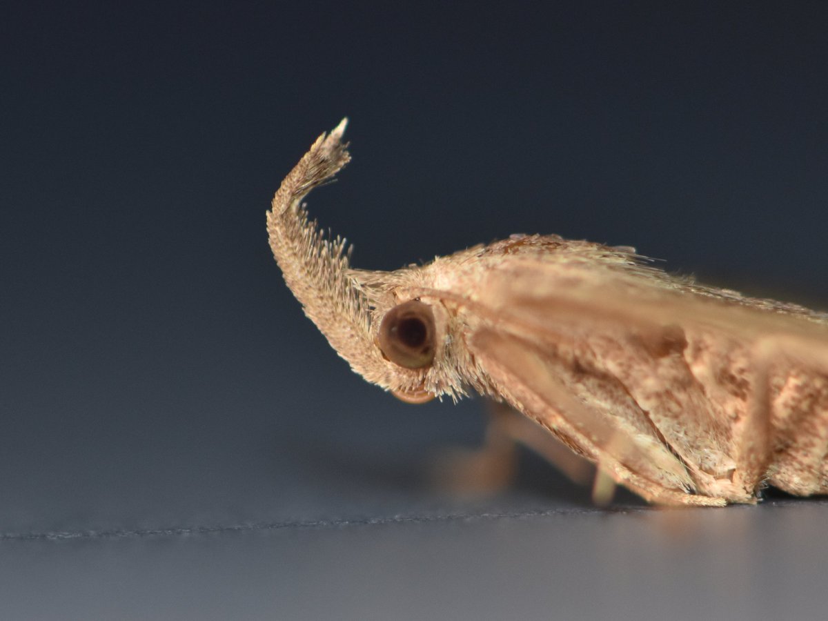 Always a nice start to the day when you're looking at a Clifden. Another recent highlight was a Plumed Fan-foot, look at those palps!

VC20, 25/09/2024