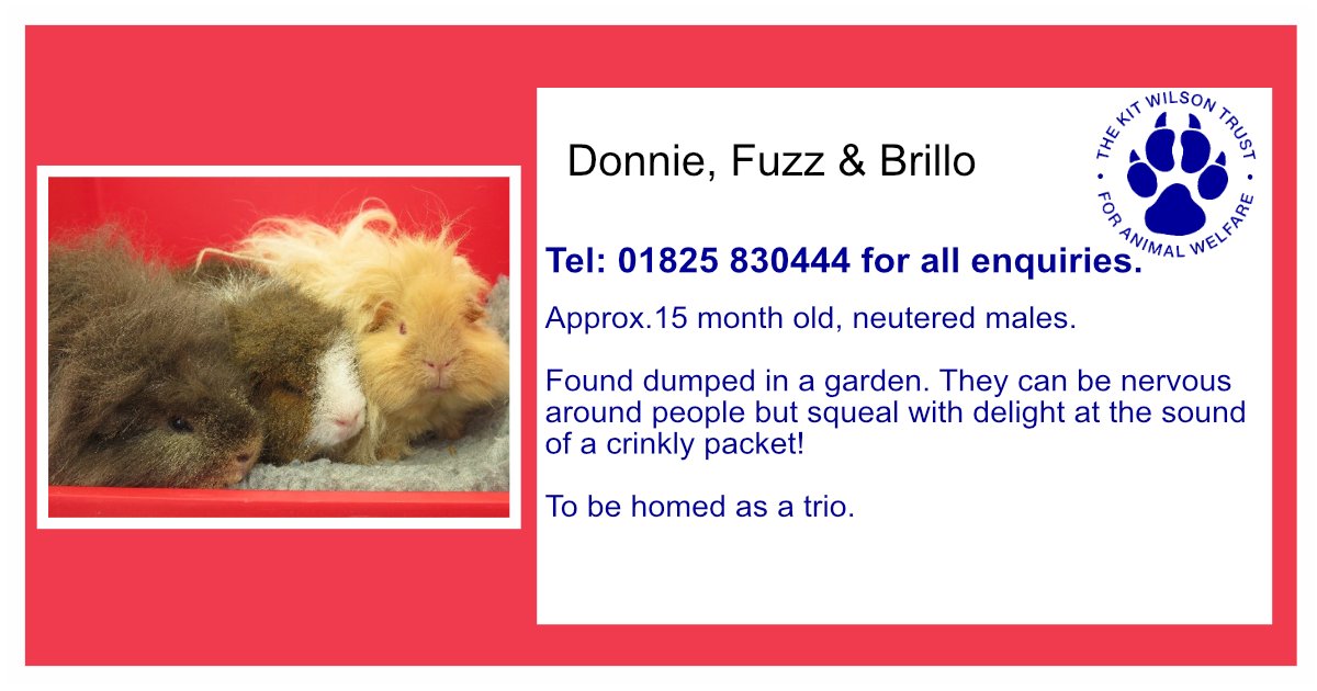 Kit Wilson Trust (@kitwilsontrust) on Twitter photo 