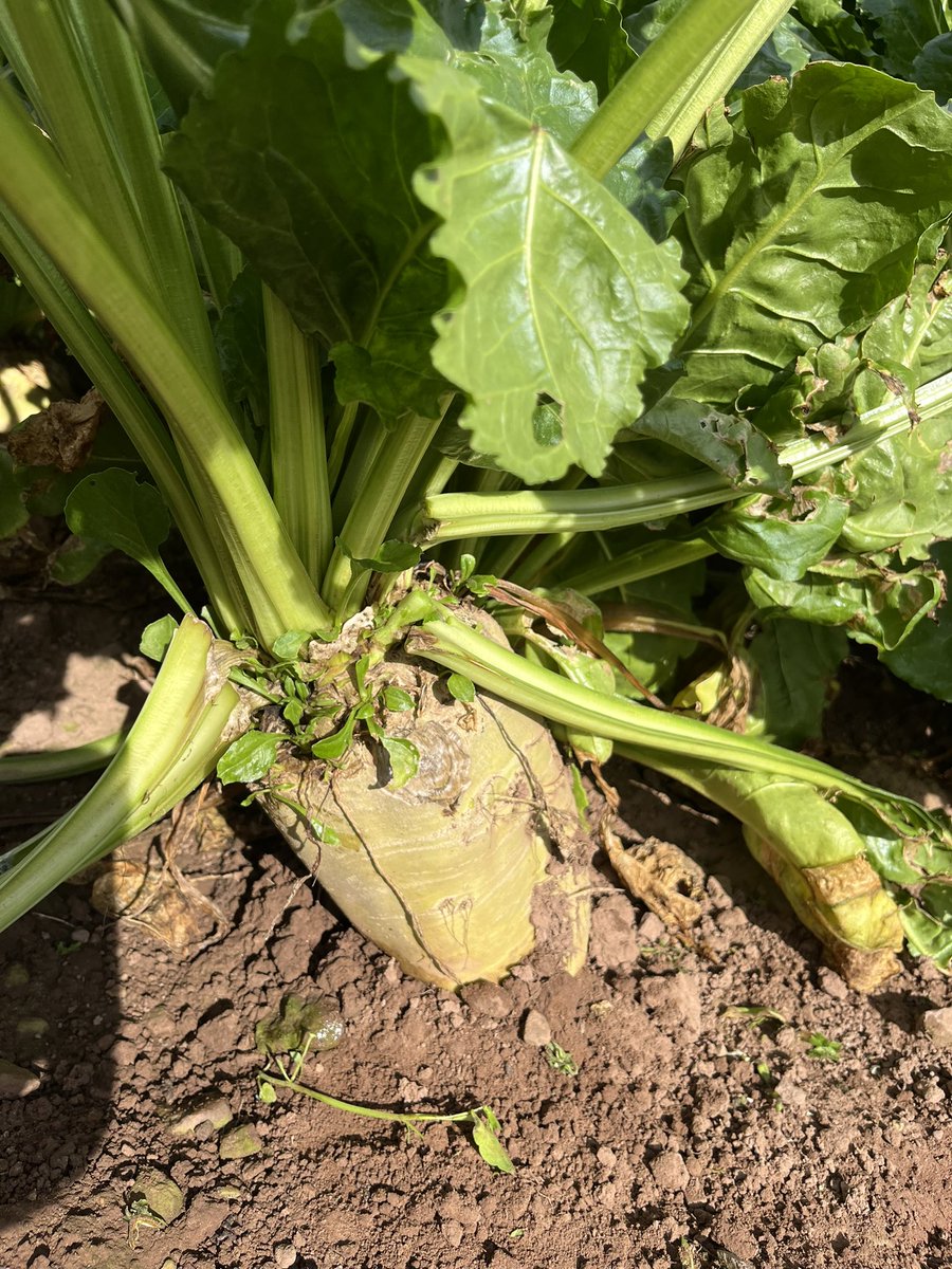 paddyjack37's tweet photo. Jill Anderson inspecting the Delicante fodder beet at Lempitlaw, Kelso
#dlfseeds#HFSeeds https://t.co/VvUkiow2n3