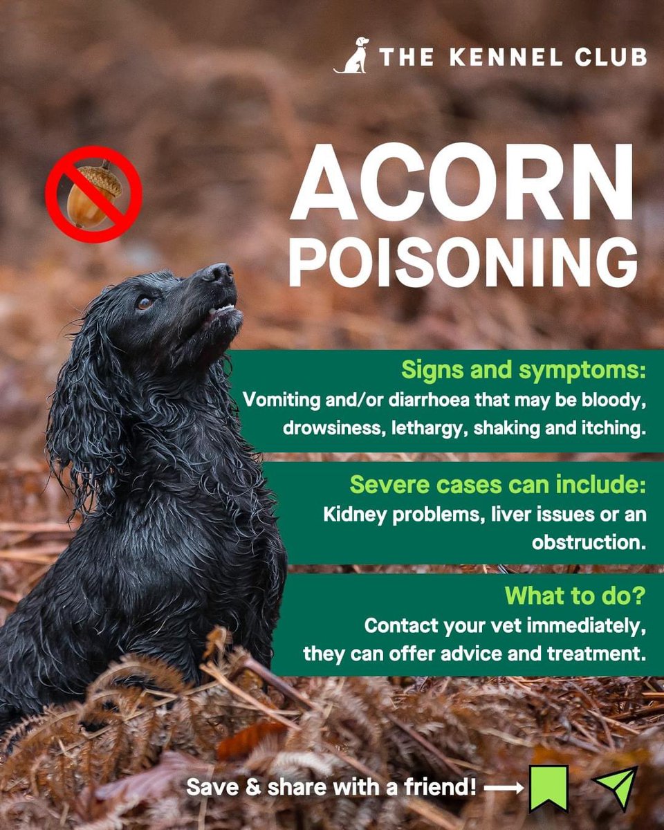 IngrameThomas's tweet image. So …………🙄

Dog owners did you know this ?? 

You do now ………….