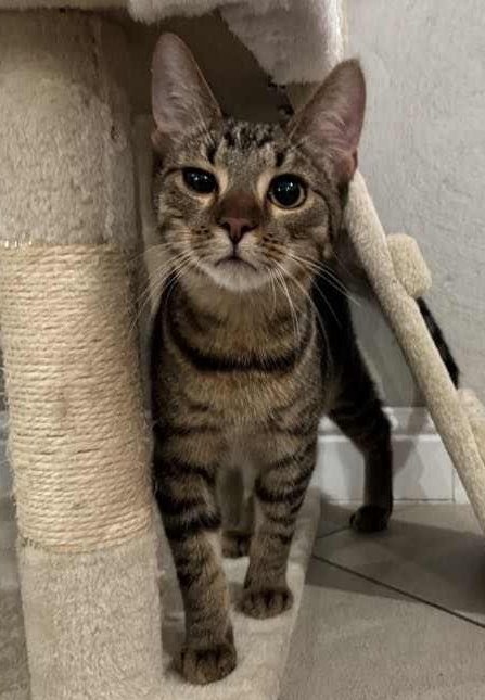 Dalej nic. Zero wpłat dla Muszu dziś...

Bez leku kotek umrze. Fip go zabije 💔

pomagam.pl/muszu

Dlaczego każdy przechodzi obojętnie 😟😟😭💔😭